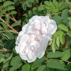 Rose Stanwell Perpetual - Buskrose