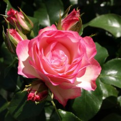 Rose Strawberry Ice - Buketrose