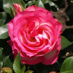 Rose Strawberry Ice -...