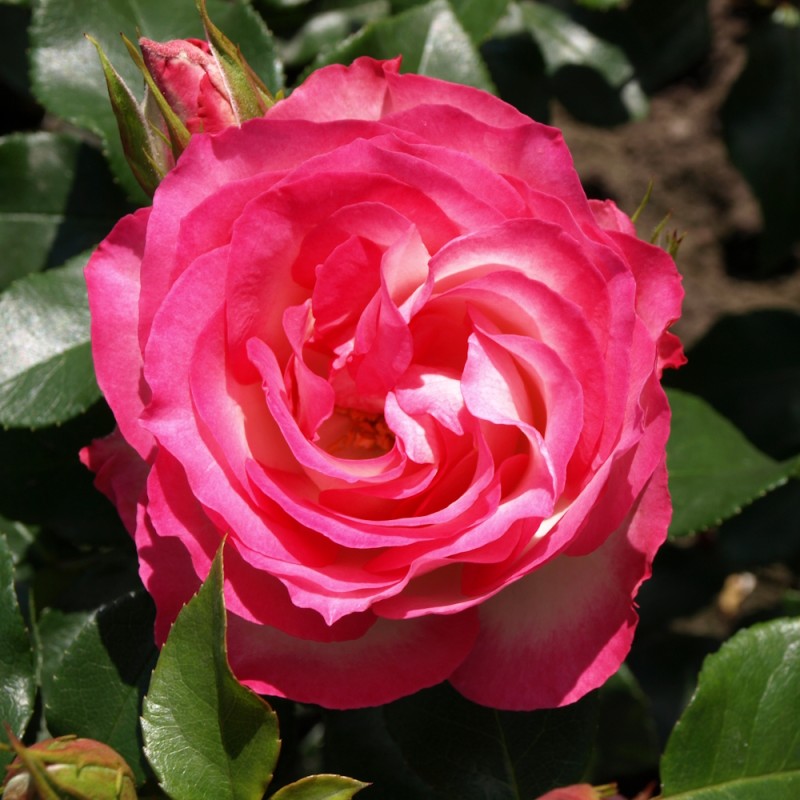 Rose Strawberry Ice - Buketrose