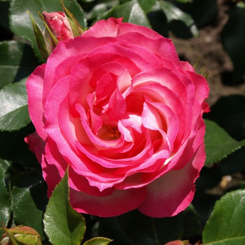 Rose Strawberry Ice - Buketrose