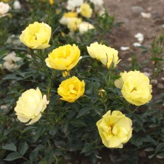 Rose Sun Cover - Bunddække roser Towne & Country