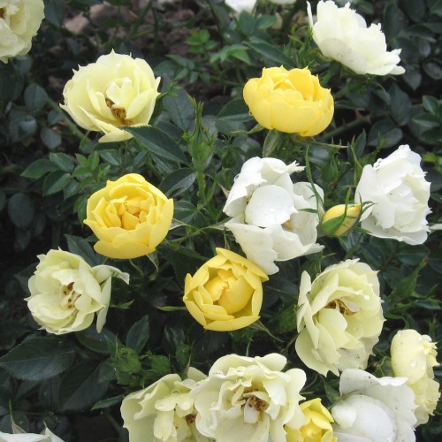 Rose Sun Cover - Bunddække roser Towne & Country