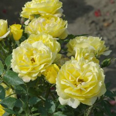 Rose Sun Hit - Cottage Rose