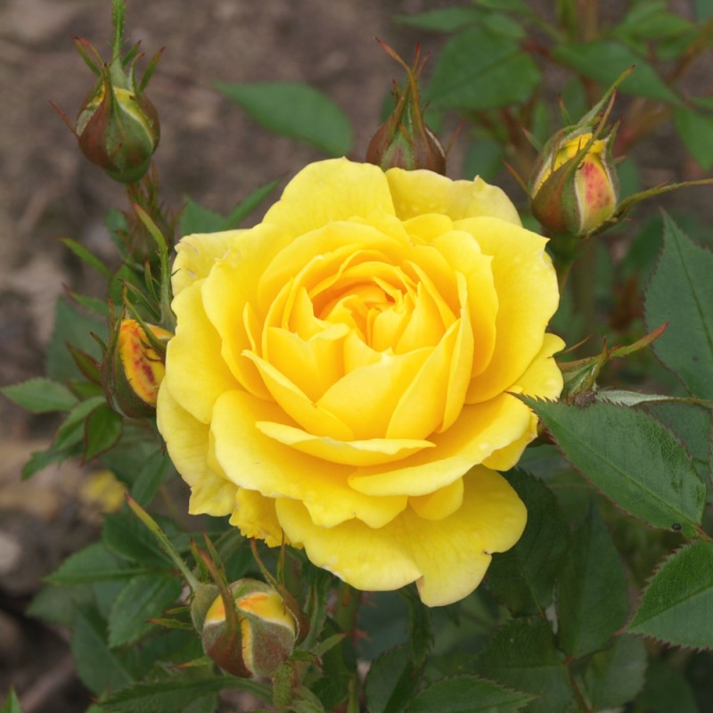 Rose Sun Hit - Cottage Rose