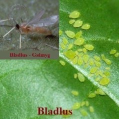 Biologisk bekæmpelse af Bladlus - Bladlusgalmyg / 1002