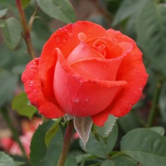 Rose Super Star /...