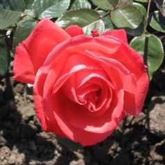 Rose Super Star / Storblomstret