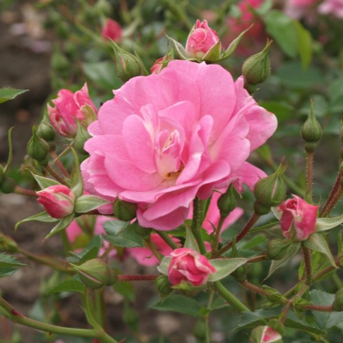 Rose Supreme Cover - Bunddække roser Towne & Country