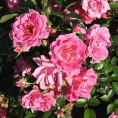 Rose Supreme Cover - Bunddække roser Towne & Country