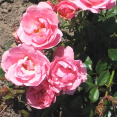 Rose Sweet Cover -...