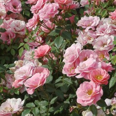 Rose Sweet Cover - Bunddække roser Towne & Country