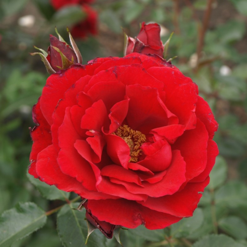 Rose Sympathie - Slyngrose