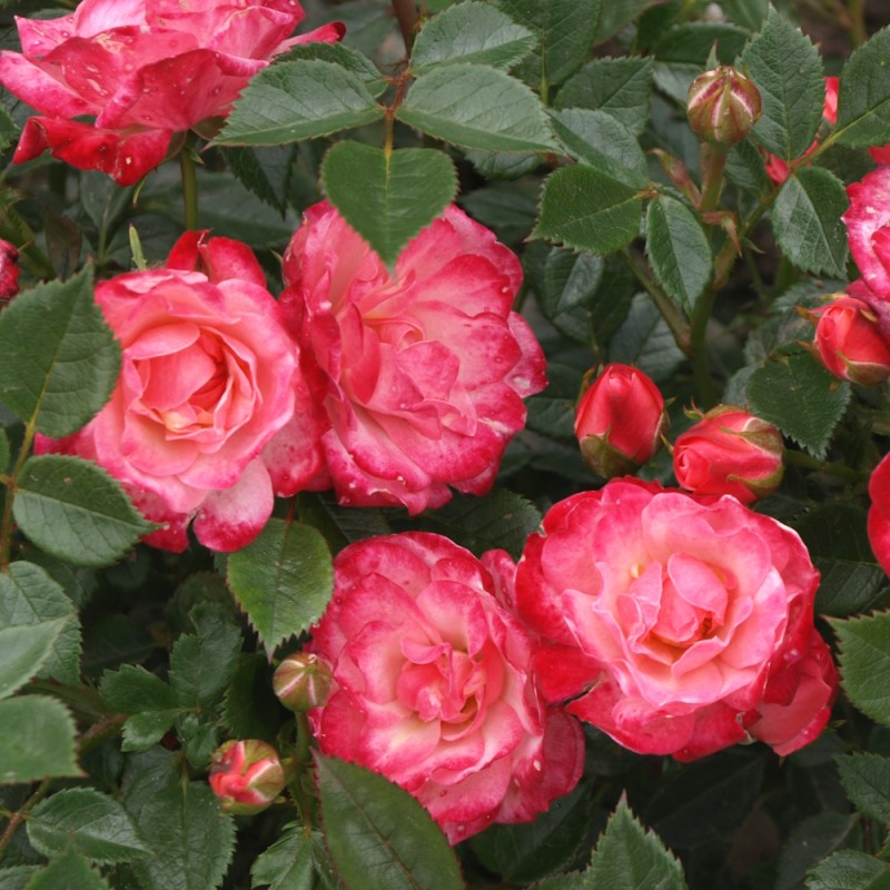 Rose Teeny Weeny - Buketrose Lav