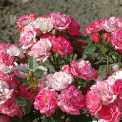 Rose Teeny Weeny - Buketrose Lav