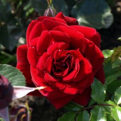 Rose That's Jazz - Slyngrose Courtyard Rambler