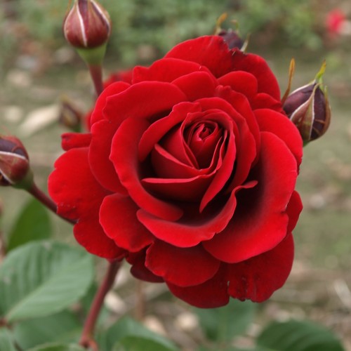 Rose That's Jazz - Slyngrose Courtyard Rambler