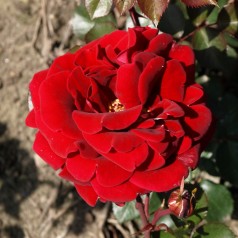 Rose That's Jazz - Slyngrose Courtyard Rambler