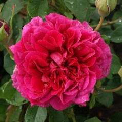 Rose The Dark Lady -...