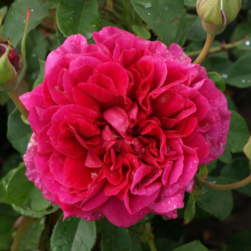 Rose The Dark Lady - Engelsk Rose