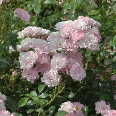 Rose The Fairy - Buketrose