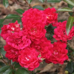 Rose Red the Fairy - Buketrose