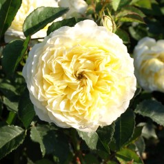 Rose The Pilgrim - Engelsk Rose / Barrods