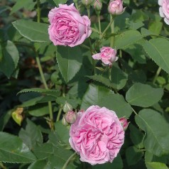 Rose Therese Bugnet - Canadisk Rose