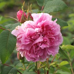 Rose Therese Bugnet - Canadisk Rose