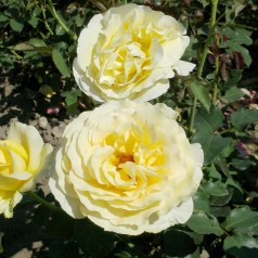 Rose Tivoli 150 / Storblomstret Rose