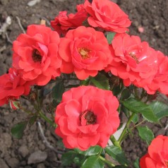 Rose Top Hit - Cottage Rose