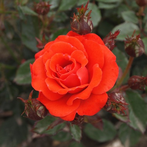 Rose Top Hit - Cottage Rose