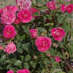 Rose Topkapi Palace - Palace Rose / Barrods