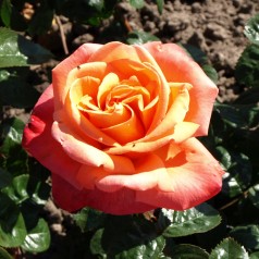 Rose Troika / Storblomstret Rose
