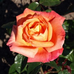 Rose Troika / Storblomstret...