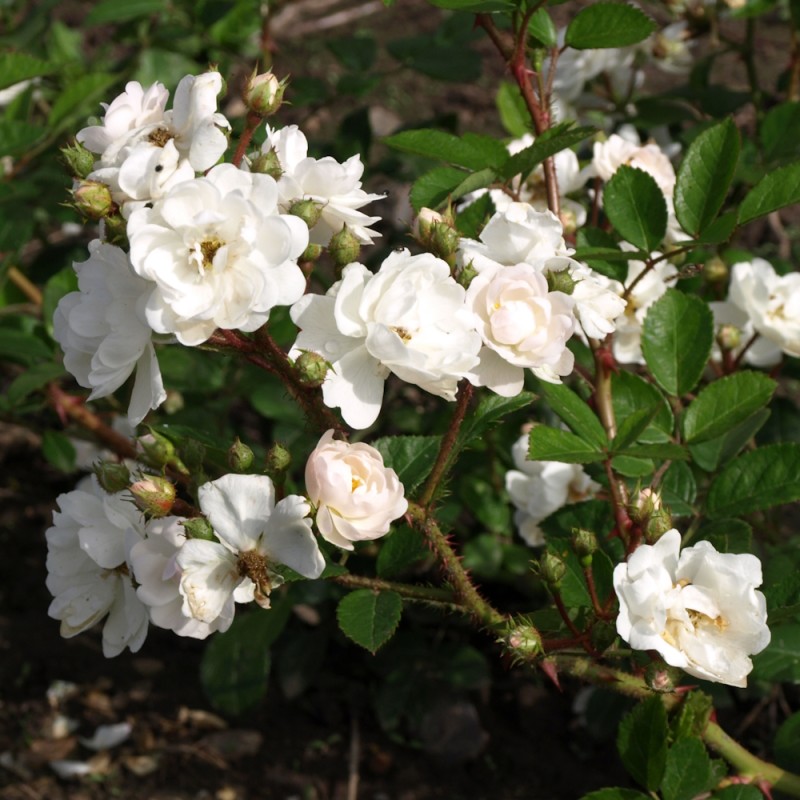 Rose Tumbling Waters - Bunddække roser Towne & Country