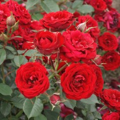 Rose Velvet Cover -...