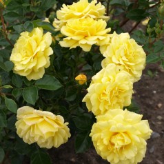 Rose Viborg - Slotsrose