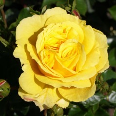 Rose Viborg - Slotsrose