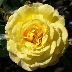 Rose Viborg - Slotsrose