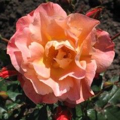 Rose Westerland - Buskrose