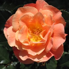 Rose Westerland - Buskrose