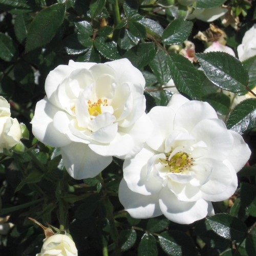 Rose White Cover - Bunddække roser Towne & Country