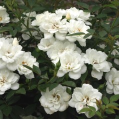 Rose White Cover - Bunddække roser Towne & Country