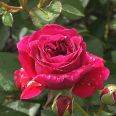 Rose William Shakespeare -...