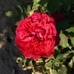 Rose William Shakespeare - Engelsk Rose