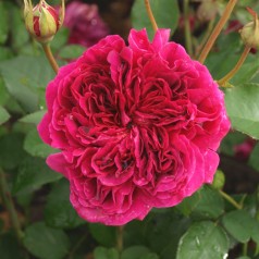 Rose William Shakespeare - Engelsk Rose