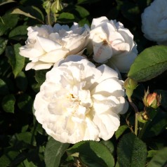 Rose Winchester Cathedral - Engelsk Rose