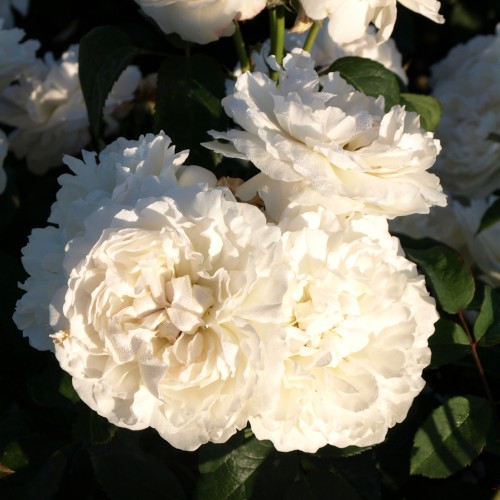 Rose Winchester Cathedral - Engelsk Rose