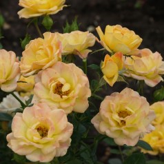 Rose Yellow Fairy - Bunddække rose